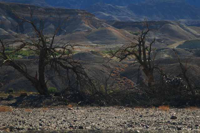 mesquite trees
